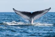   blue-whale